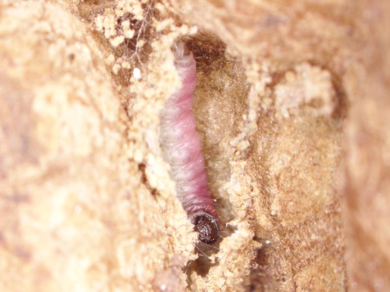 Ejemplar de larva